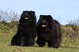 CHOW CHOW 437